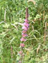 celtic park - purple wildflower.jpg